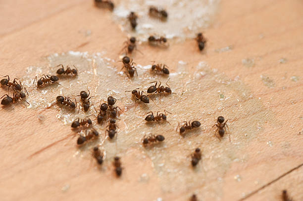 Best Commercial Pest Control Services  in Preakness, NJ